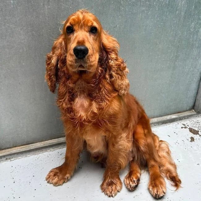 Enfys, female Cocker Spaniel for adoption at Many Tears Animal Rescue, Llanelli