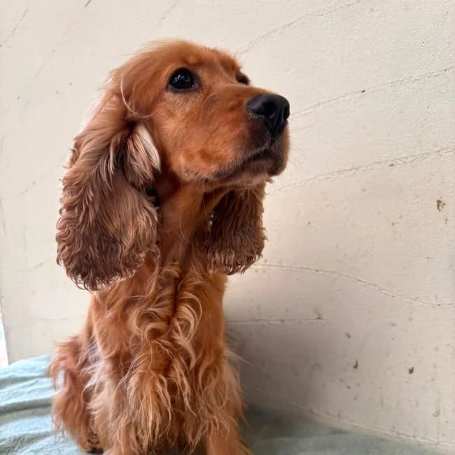 Elle, female Cocker Spaniel for adoption at Many Tears Animal Rescue, Llanelli