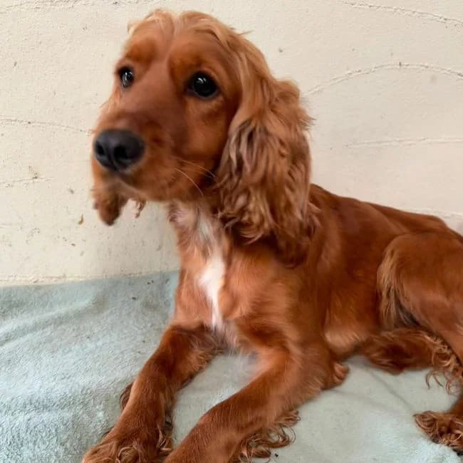 Elodie, female Cocker Spaniel for adoption at Many Tears Animal Rescue, Llanelli