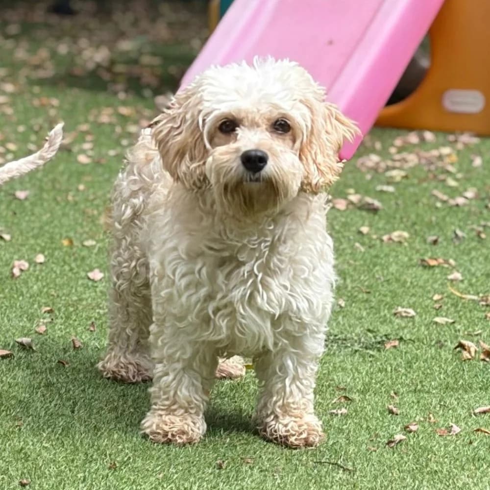 Queenie, Cavapoo (Many Tears Animal Rescue)