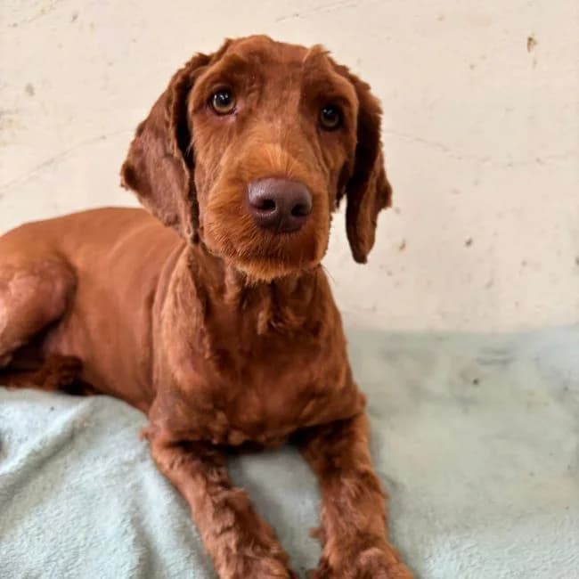 Monty, Labradoodle (Many Tears Animal Rescue)