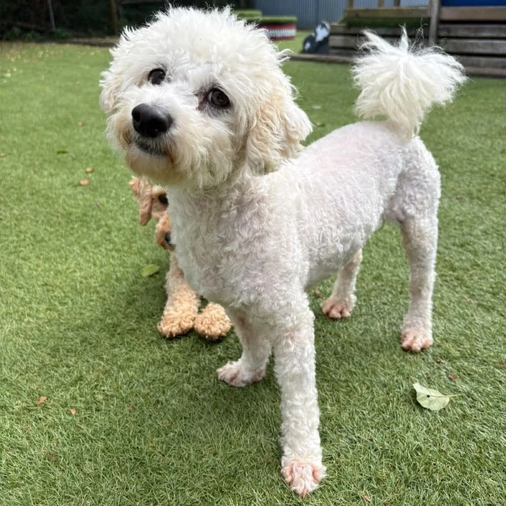 Monet, Bichon Frisé (Many Tears Animal Rescue)