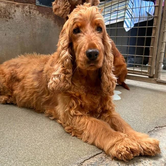Martha, female Cocker Spaniel for adoption at Many Tears Animal Rescue, Llanelli