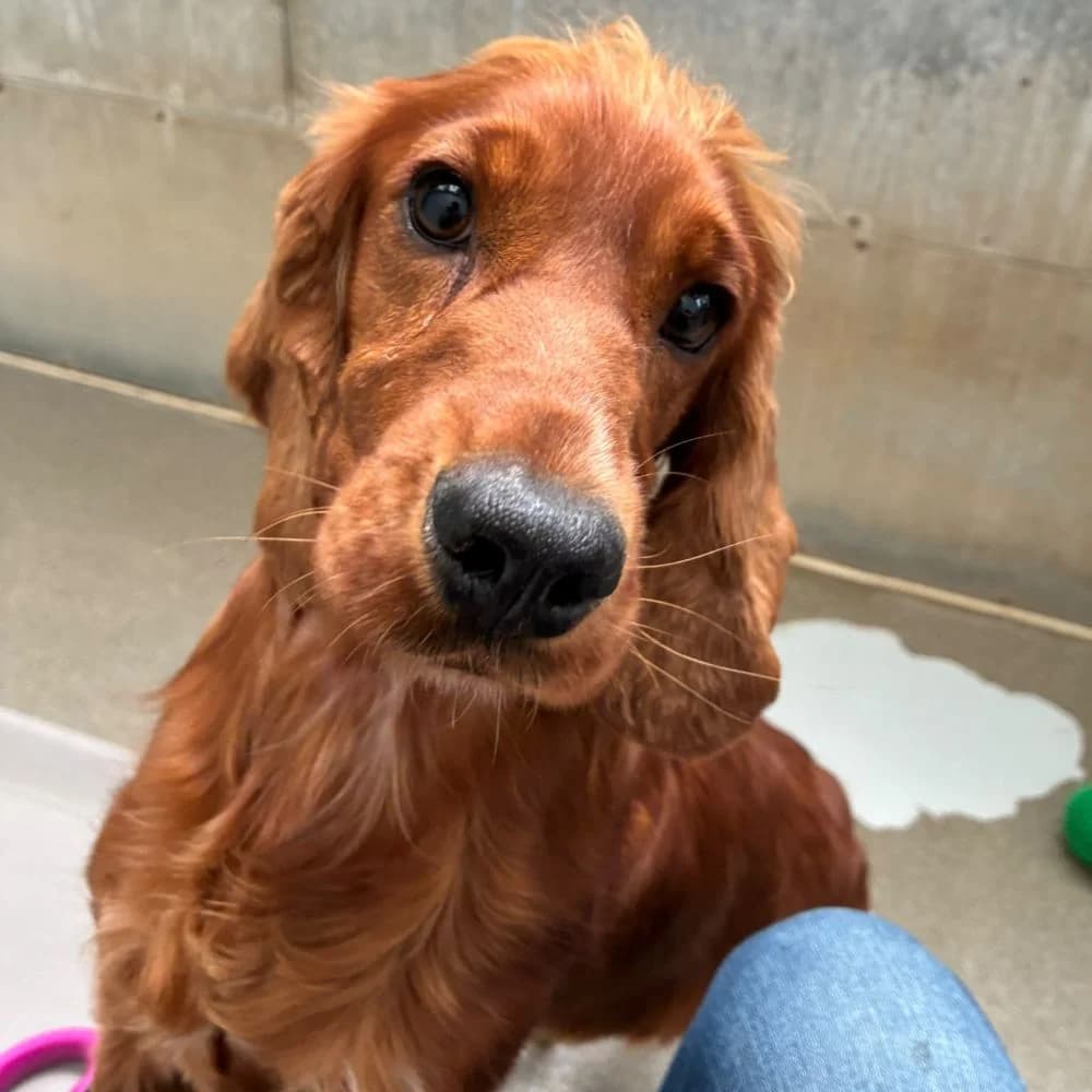 Minnow, Cocker Spaniel (Many Tears Animal Rescue)