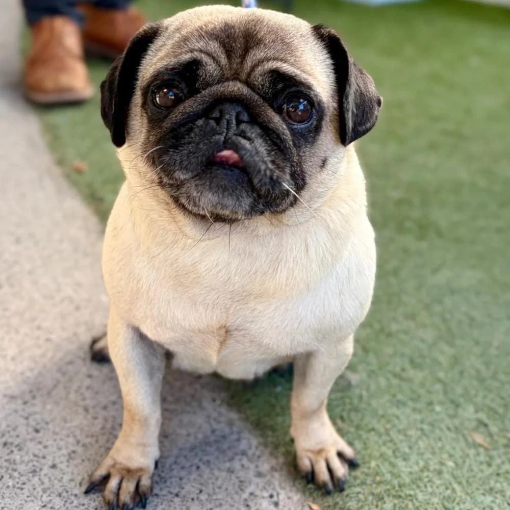 Honey, female Pug for adoption at Many Tears Animal Rescue, Llanelli