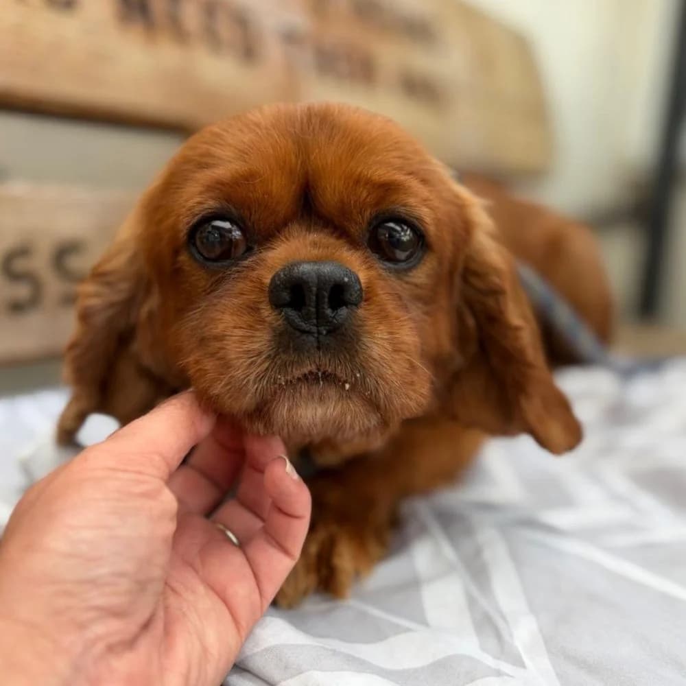 Horatio, male Cavalier King Charles Spaniel for adoption at Many Tears Animal Rescue, Llanelli