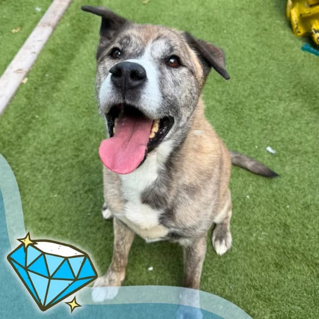 Nanook, male senior Mixed Breed for adoption at Many Tears Animal Rescue