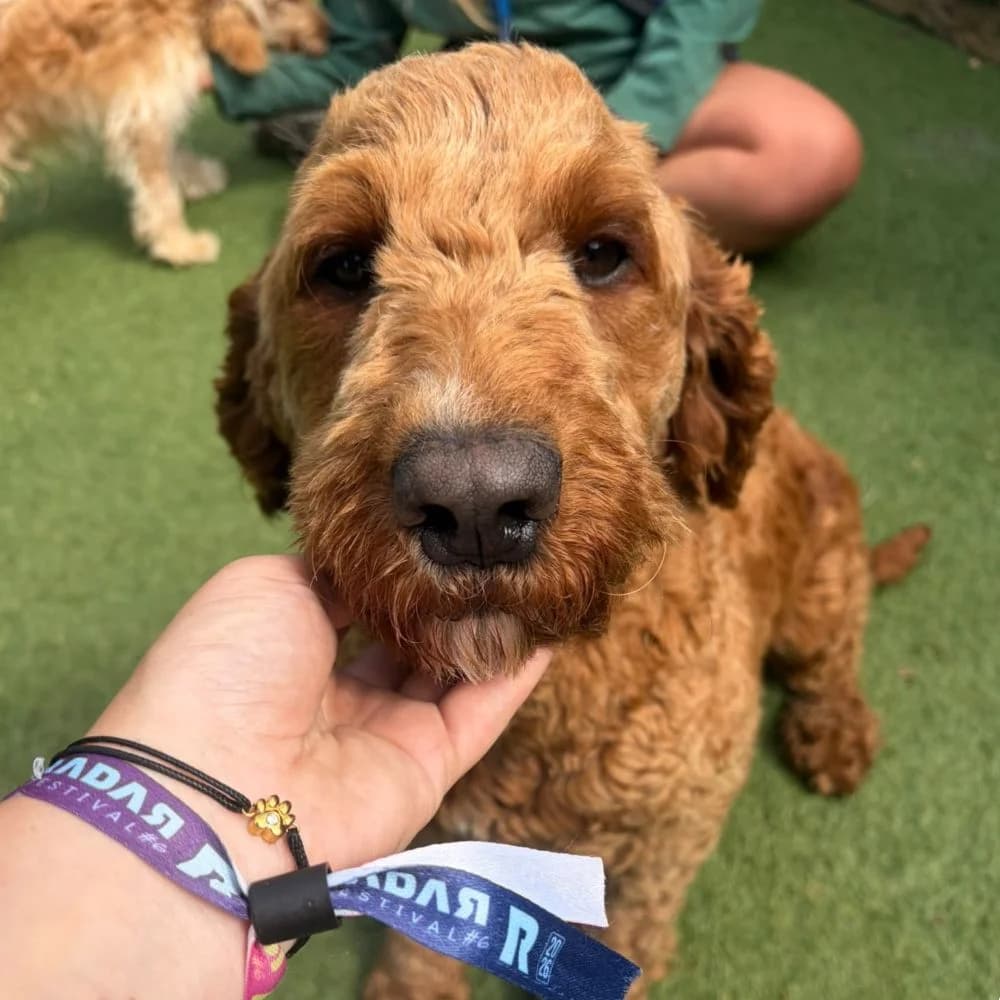 Rosie, Labradoodle (Many Tears Animal Rescue)