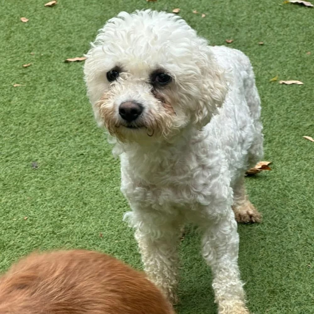 Chickpea, Bichon Frisé (Many Tears Animal Rescue)