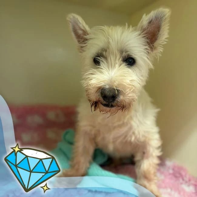 Bertie,  (Many Tears Animal Rescue)