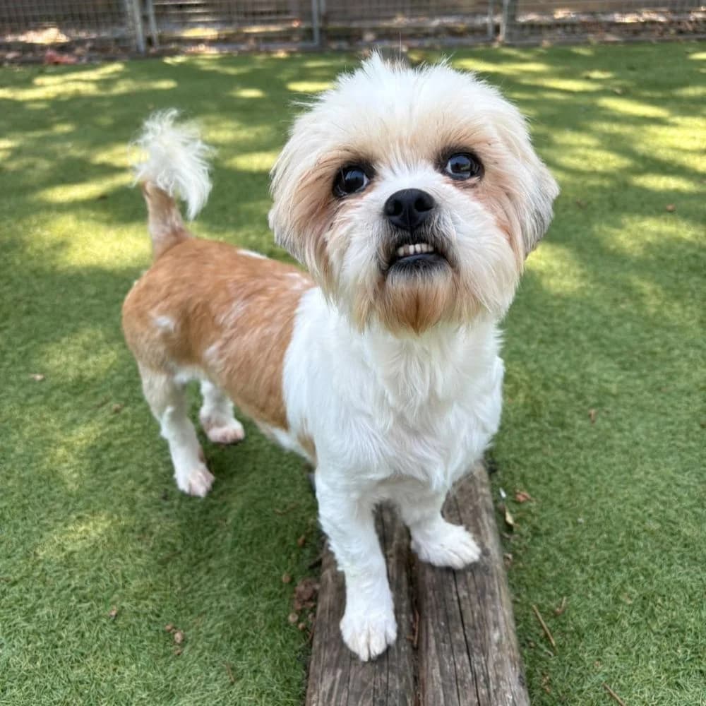 Bambi, female young Shih Tzu for adoption at Many Tears Animal Rescue