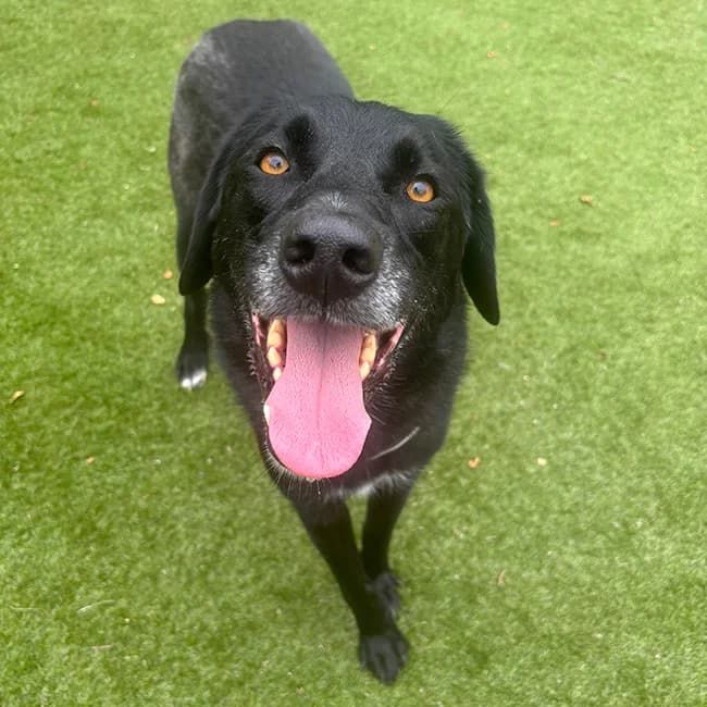 Jackson, Mixed Breed (Many Tears Animal Rescue)