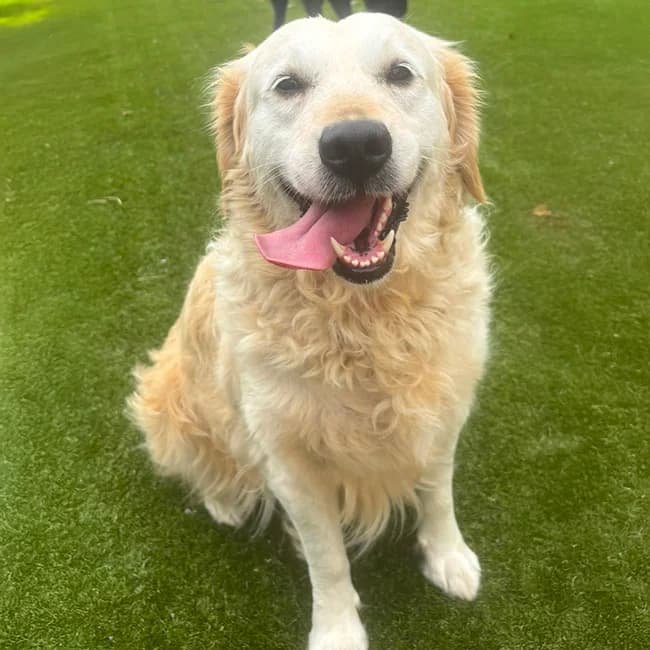 Nell, female Golden Retriever for adoption at Many Tears Animal Rescue, Llanelli