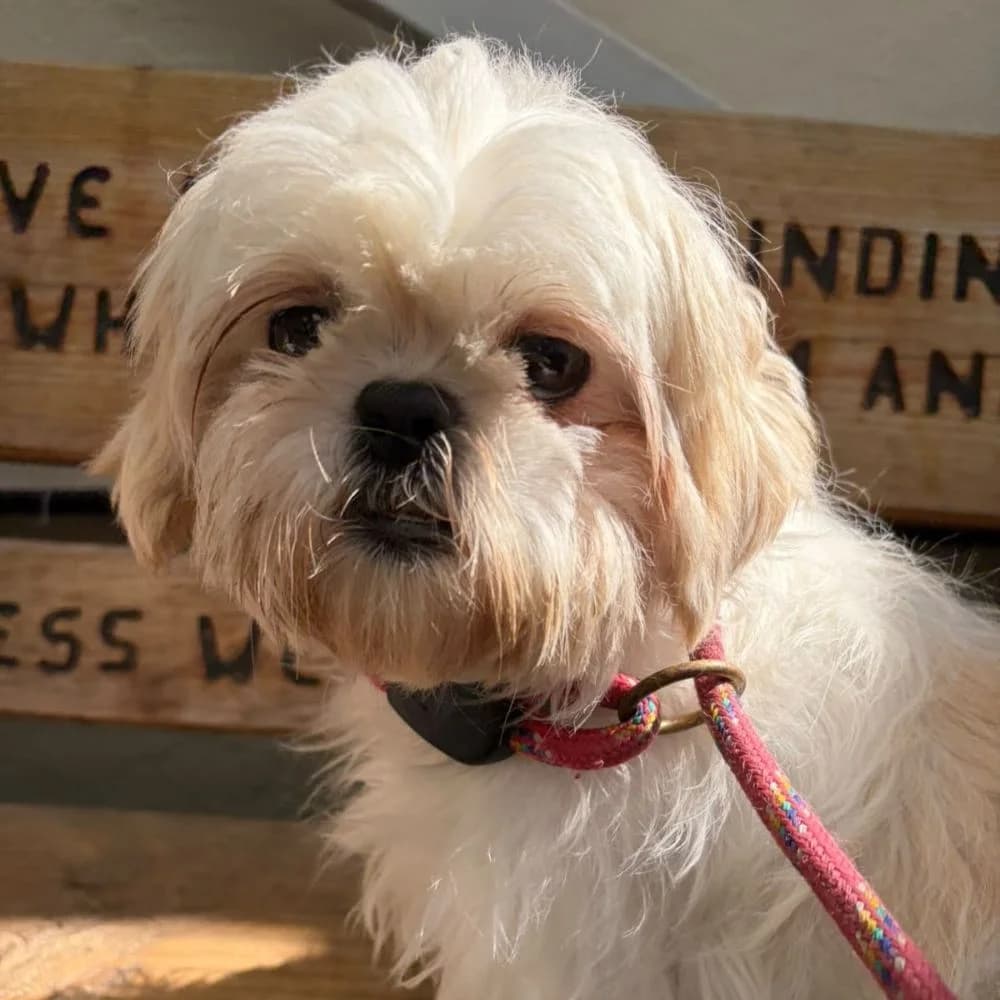 Tiki, female Shih Tzu for adoption at Many Tears Animal Rescue, Llanelli