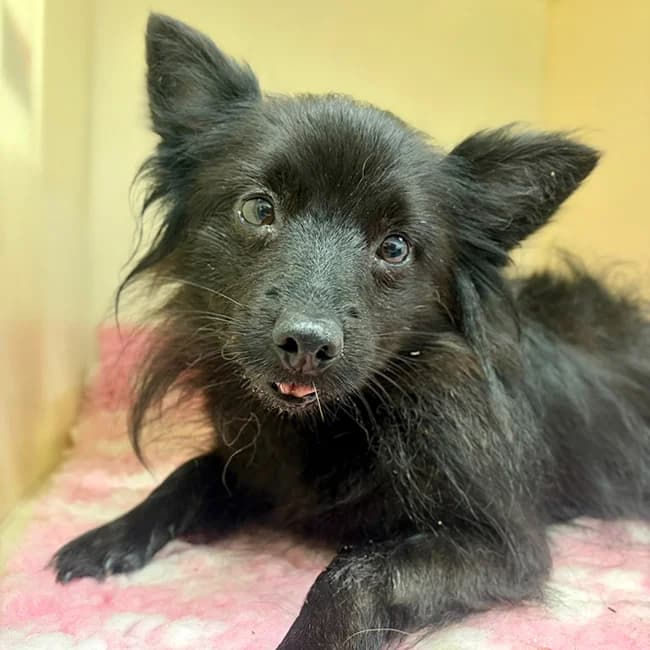 Odessa, Pomeranian (Many Tears Animal Rescue)