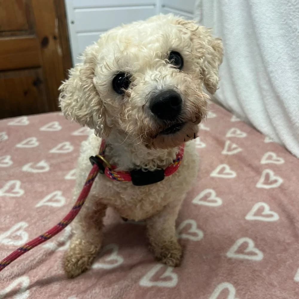 Oriel, female 5yo Bichon Frisé for adoption at Many Tears Animal Rescue
