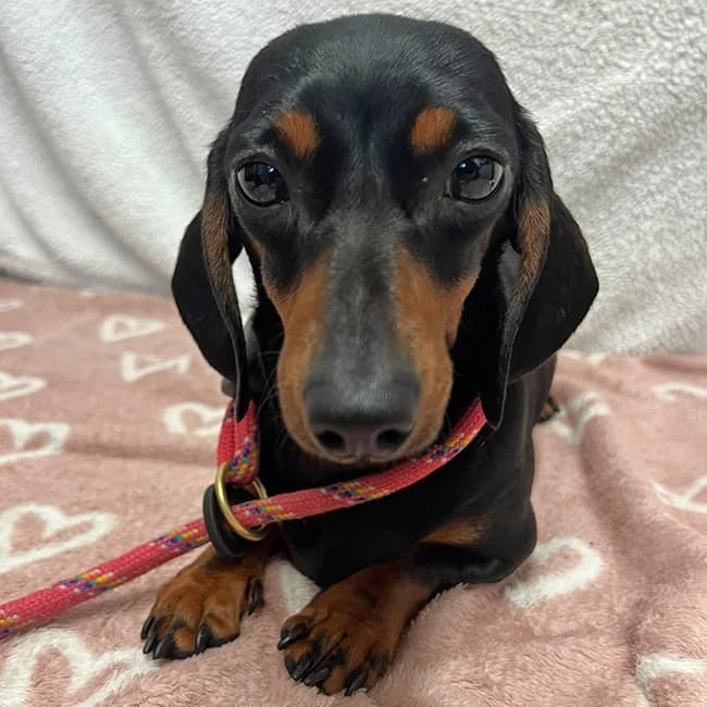 Orbit, female young Dachshund for adoption at Many Tears Animal Rescue