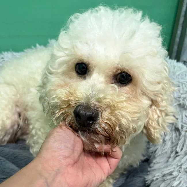 Odette, female Poodle for adoption at Many Tears Animal Rescue, Llanelli