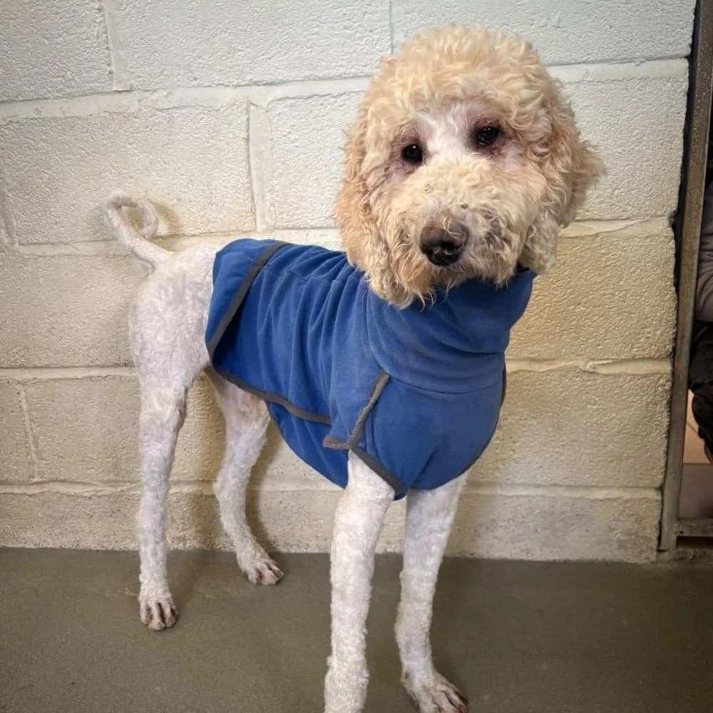 Hooper, male young Poodle for adoption at Many Tears Animal Rescue