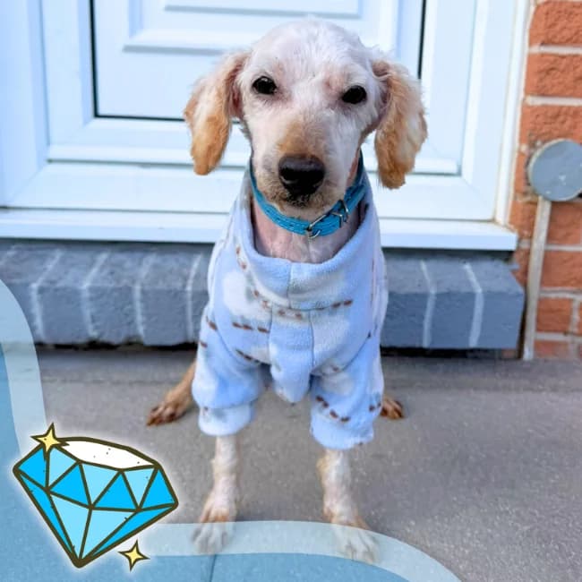 Hachi, male senior Poodle for adoption at Many Tears Animal Rescue
