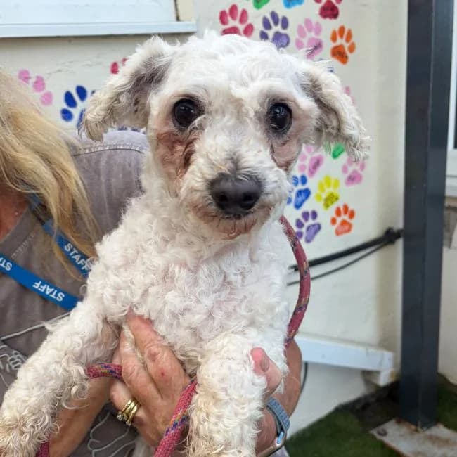JoJo, male Bichon Frisé for adoption at Many Tears Animal Rescue, Llanelli