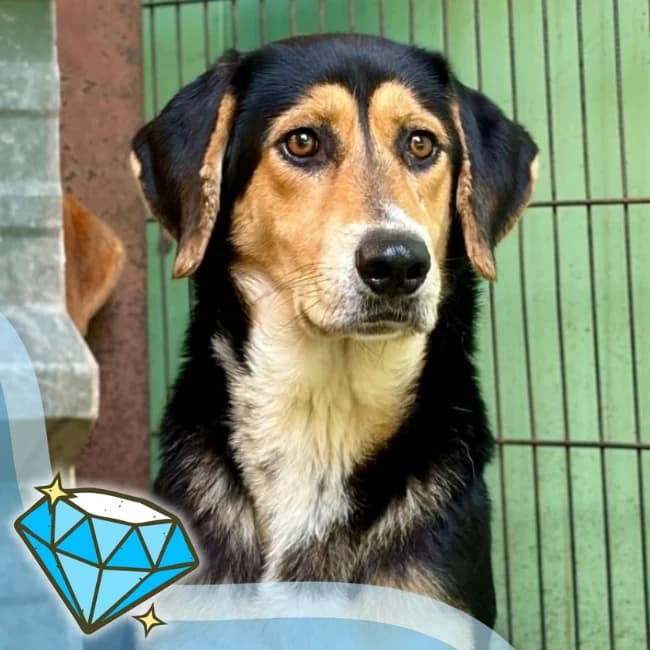 Bella, female young mixed breed for adoption at Many Tears Animal Rescue