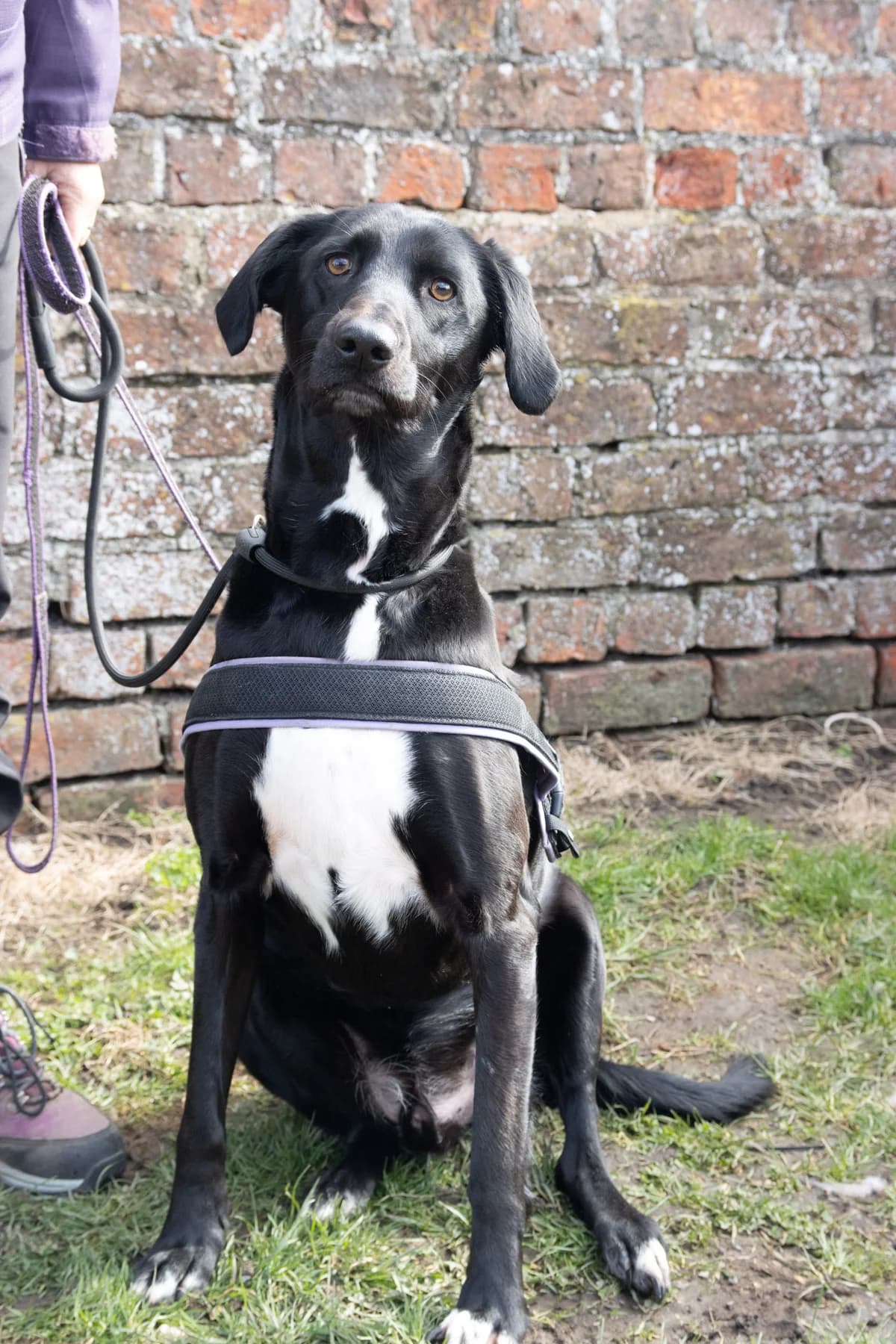 Alan, male Labrador Retriever for adoption at Maxi