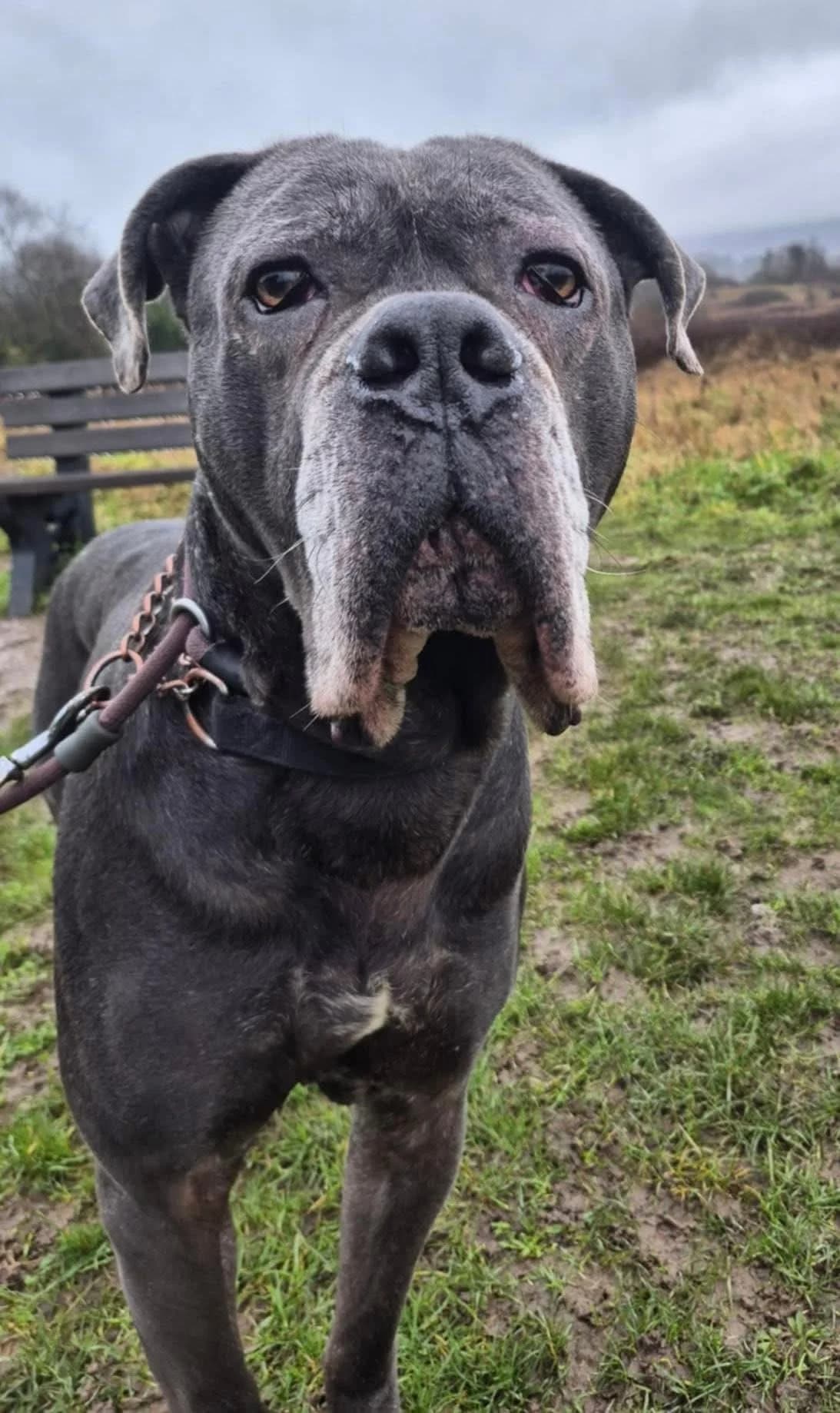 Alpha, Cane Corso (Maxi)