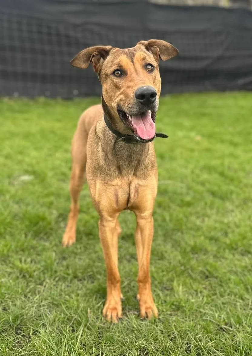 Asha, female Mixed Breed for adoption at Maxi