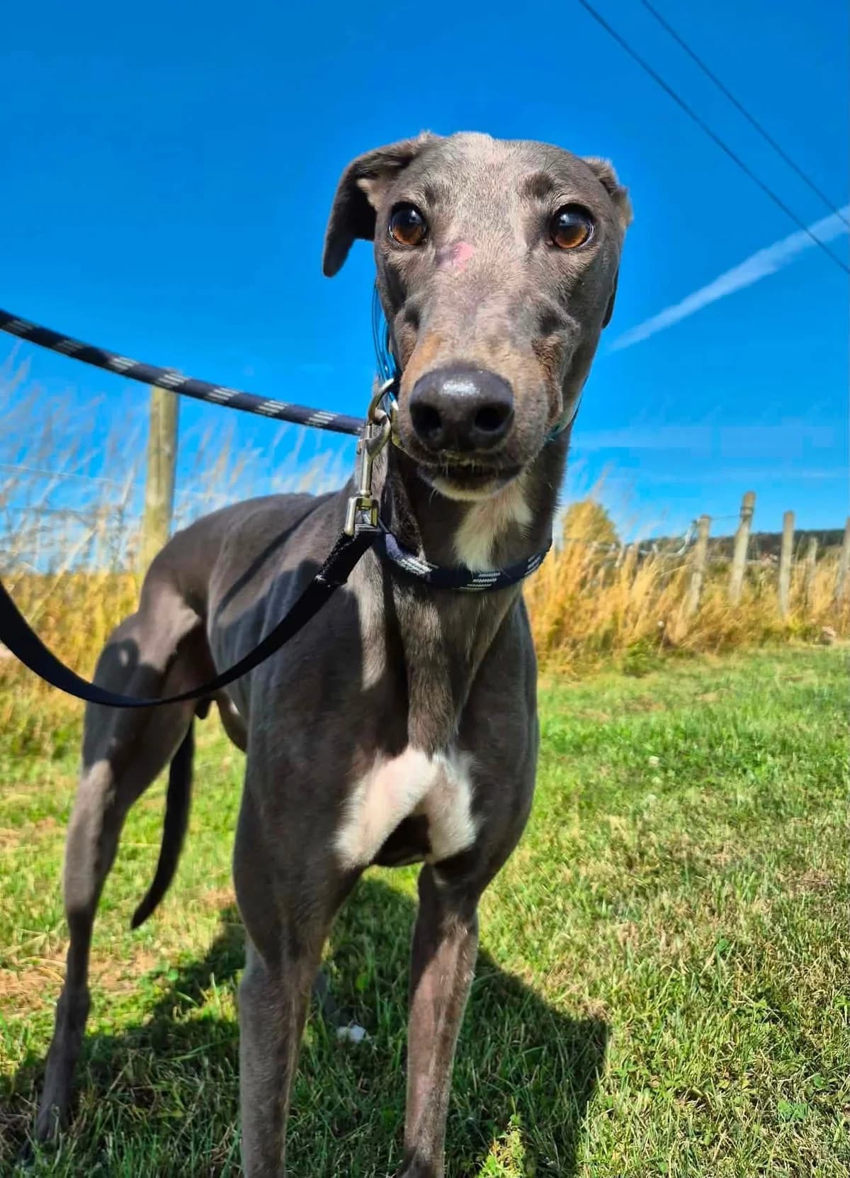 Beau, male Greyhound for adoption at Maxi
