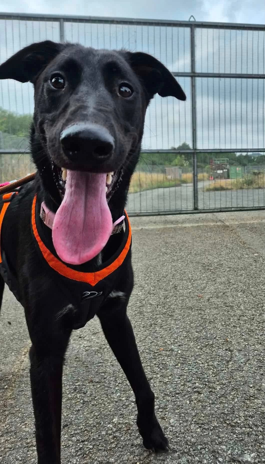 Blade, male Lurcher for adoption at Maxi