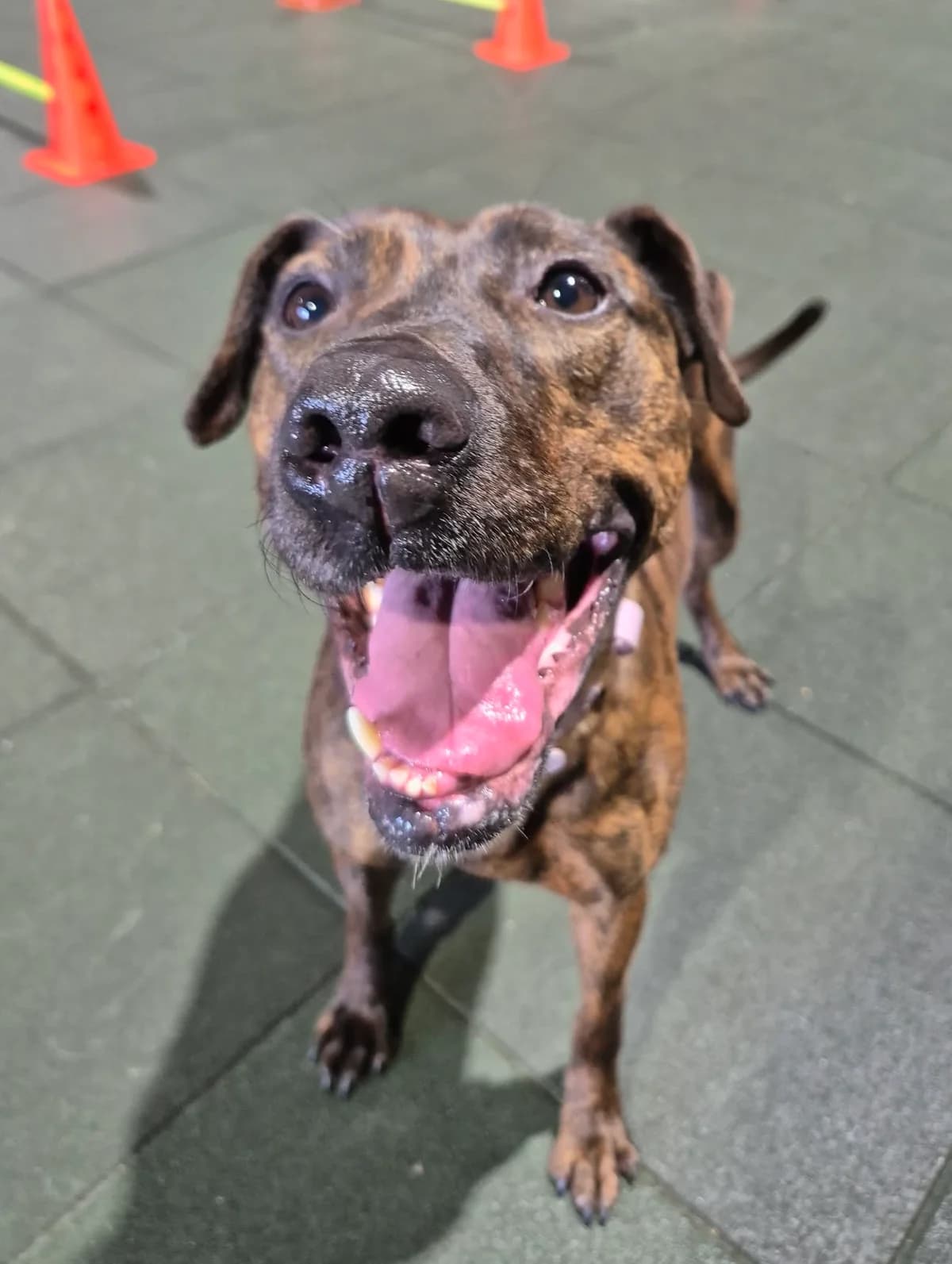 Cherry, female Lurcher for adoption at Maxi