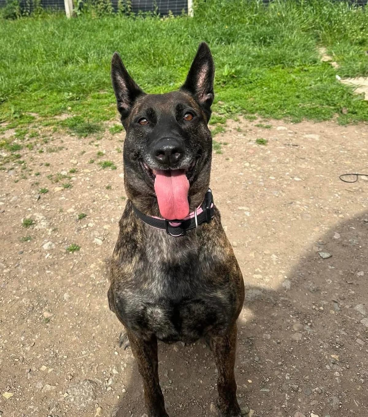 Duchess, female mixed breed for adoption at Maxi