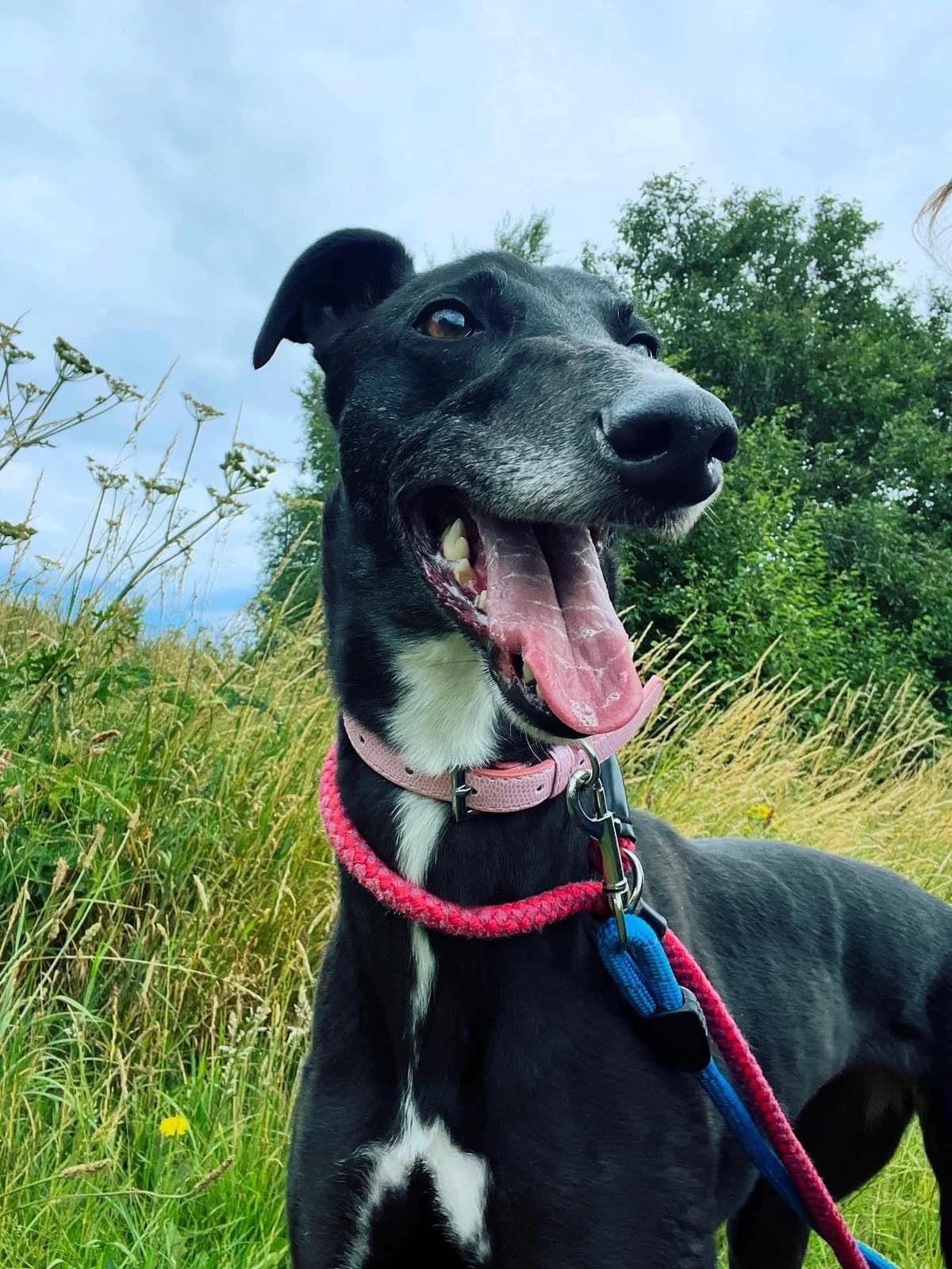 Fibi, female Greyhound for adoption at Maxi