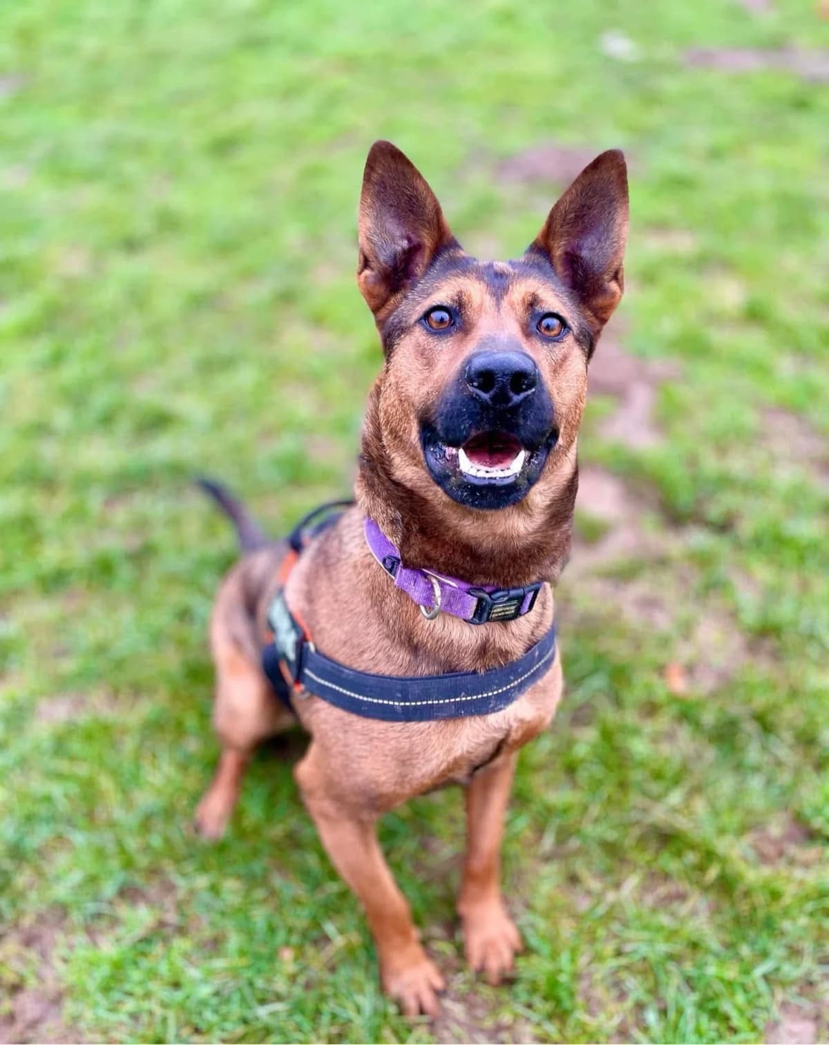 Hazel,  (Maxi)