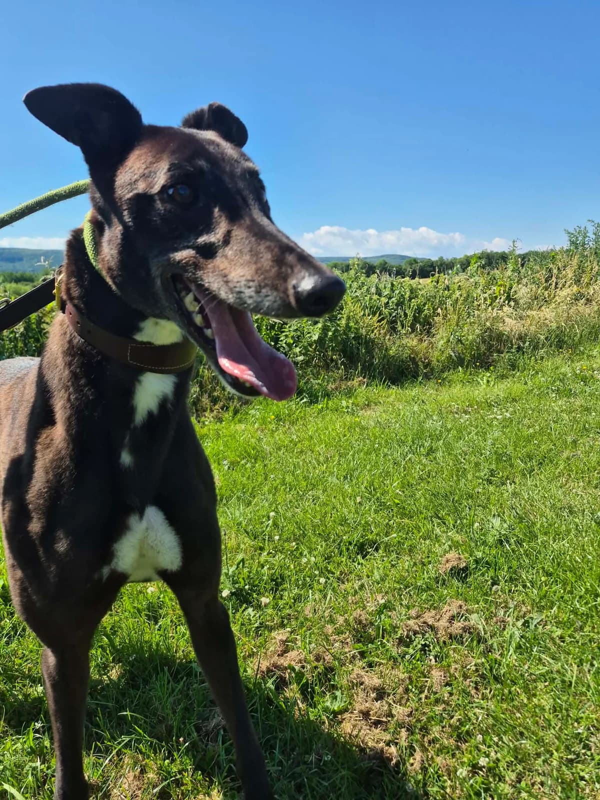 Issac, Greyhound (Maxi)