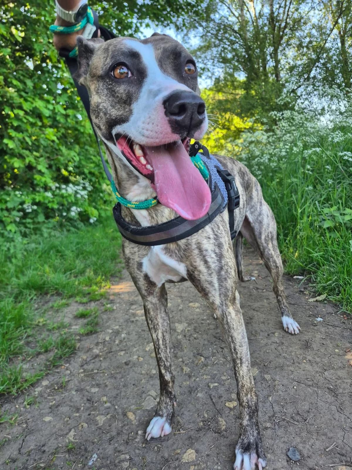 Mabel, female Lurcher for adoption at Maxi
