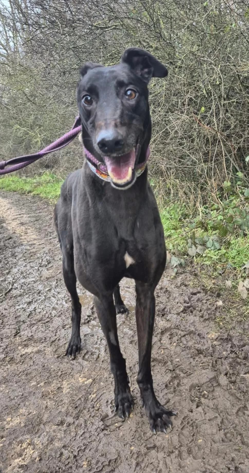 Magico, male Greyhound for adoption at Maxi