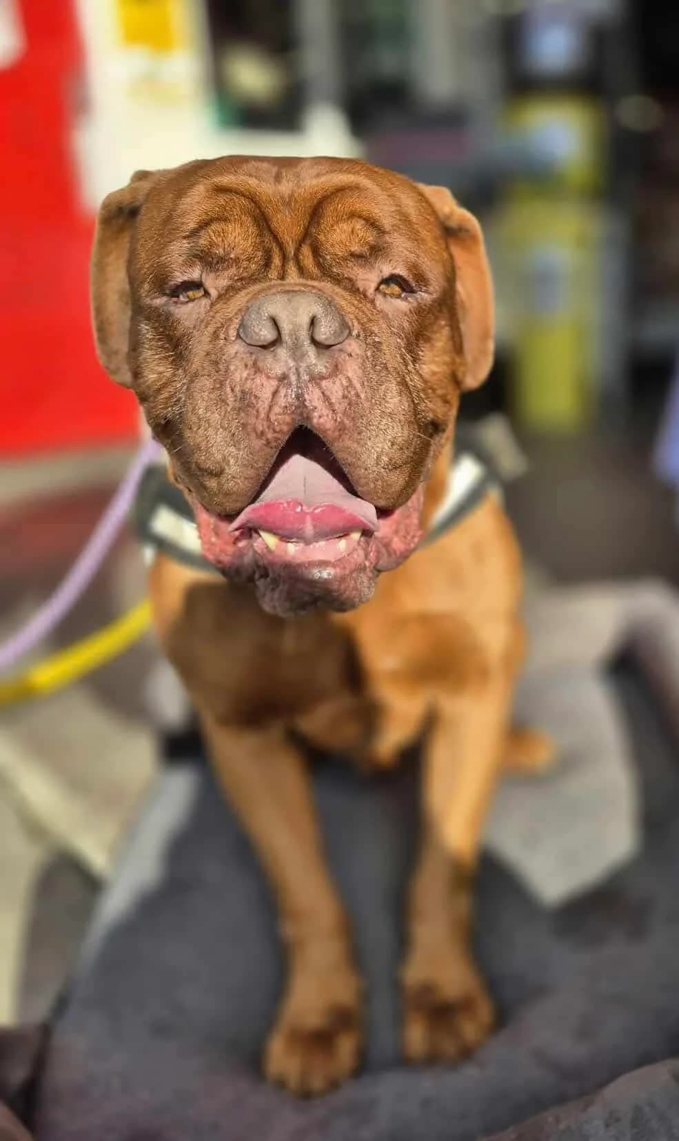 Mally, male mixed breed for adoption at Maxi