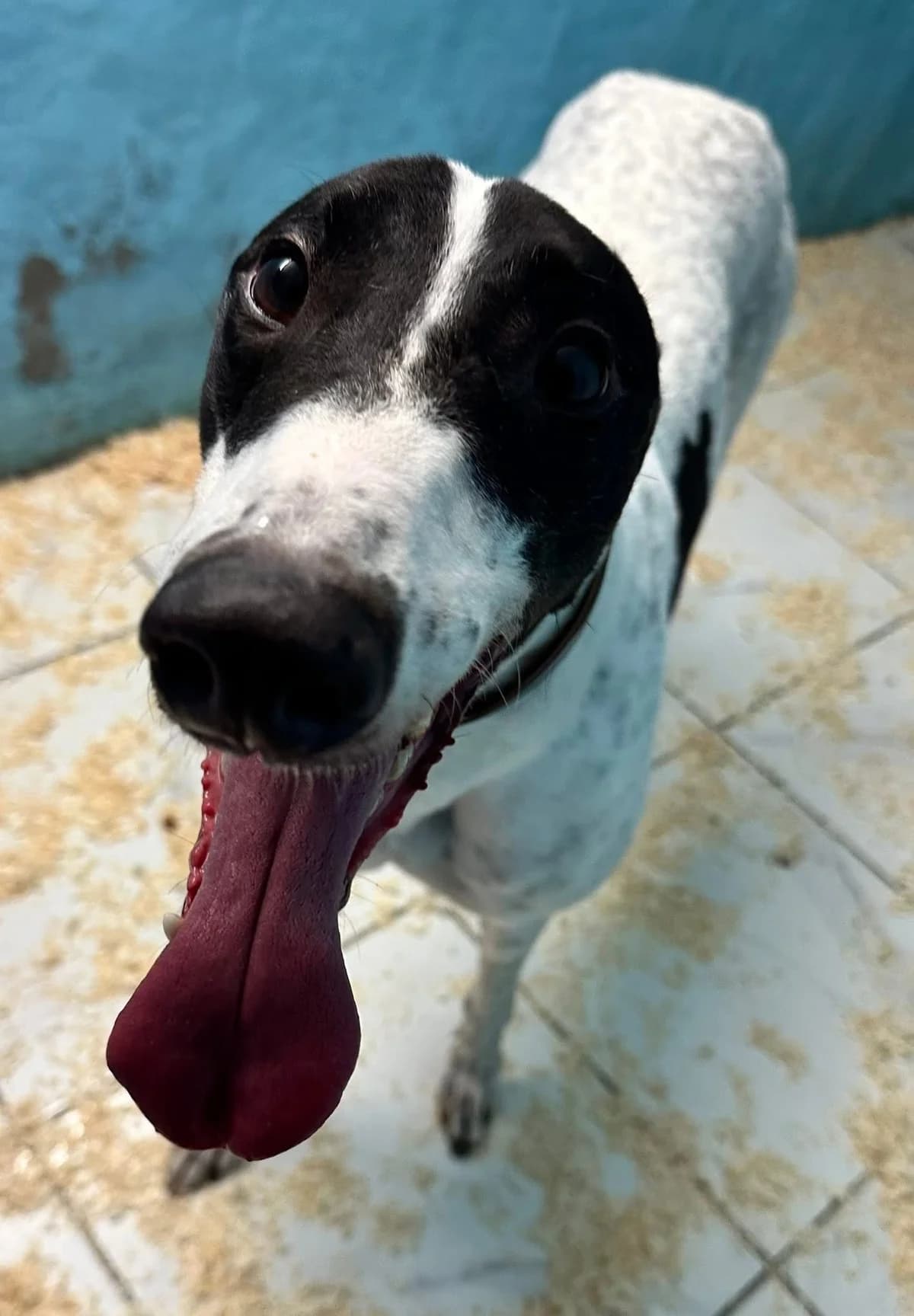 Milo, male Greyhound for adoption at Maxi