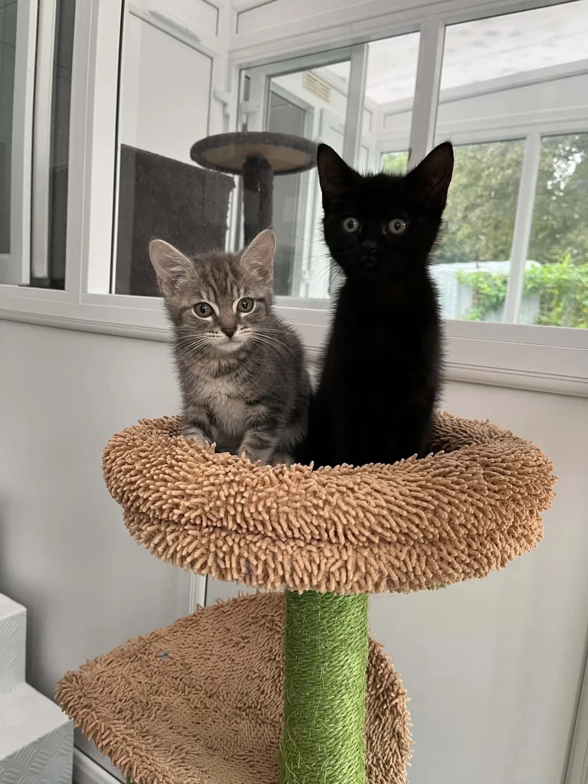 Blossom and Tullulah, female 5yo Mixed Breed for adoption at Mayflower Sanctuary