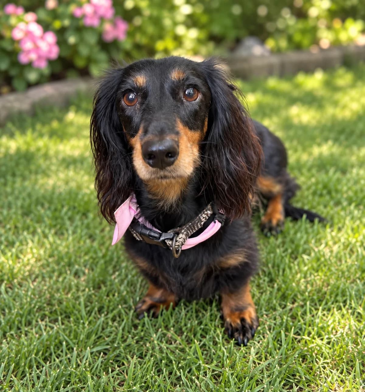 Dolly, female Mixed Breed for adoption at Mayflower Sanctuary