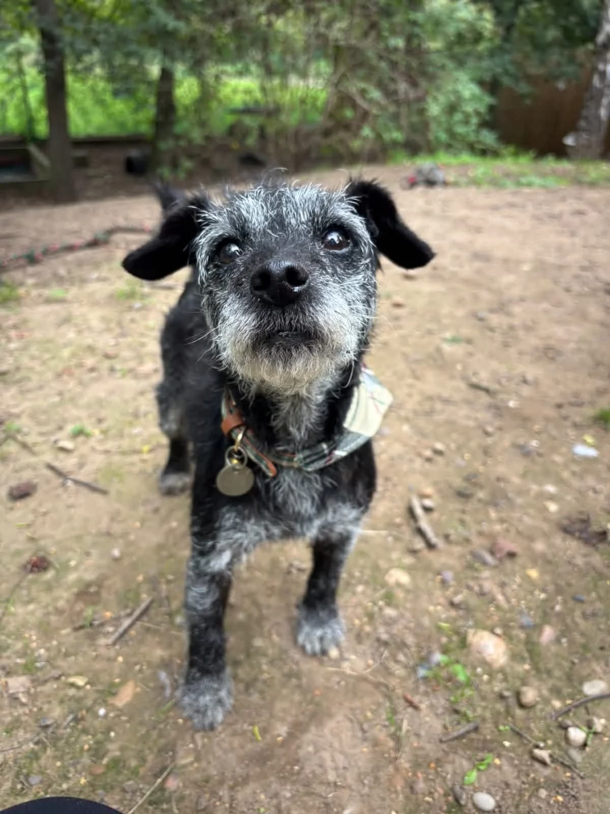 Scar, female 5yo Mixed Breed for adoption at Mayflower Sanctuary