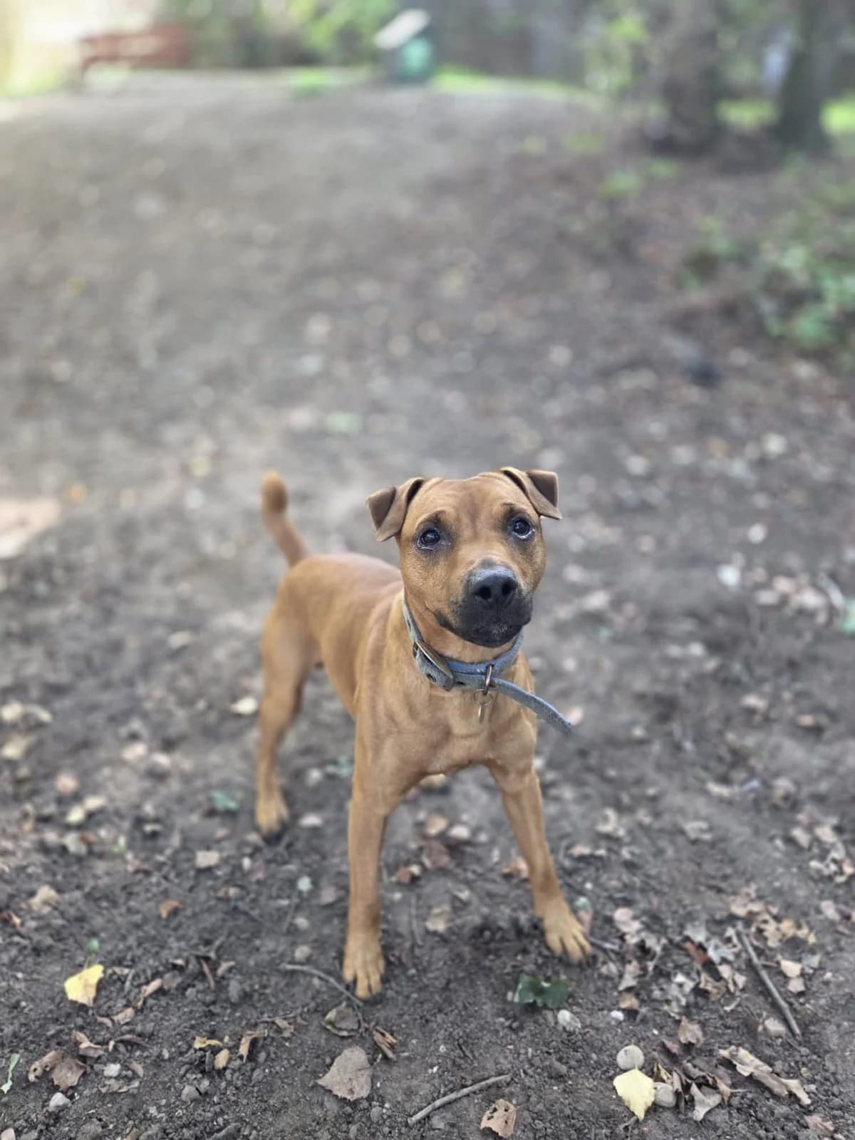 Benji, male young Mixed Breed for adoption at Mayflower Sanctuary