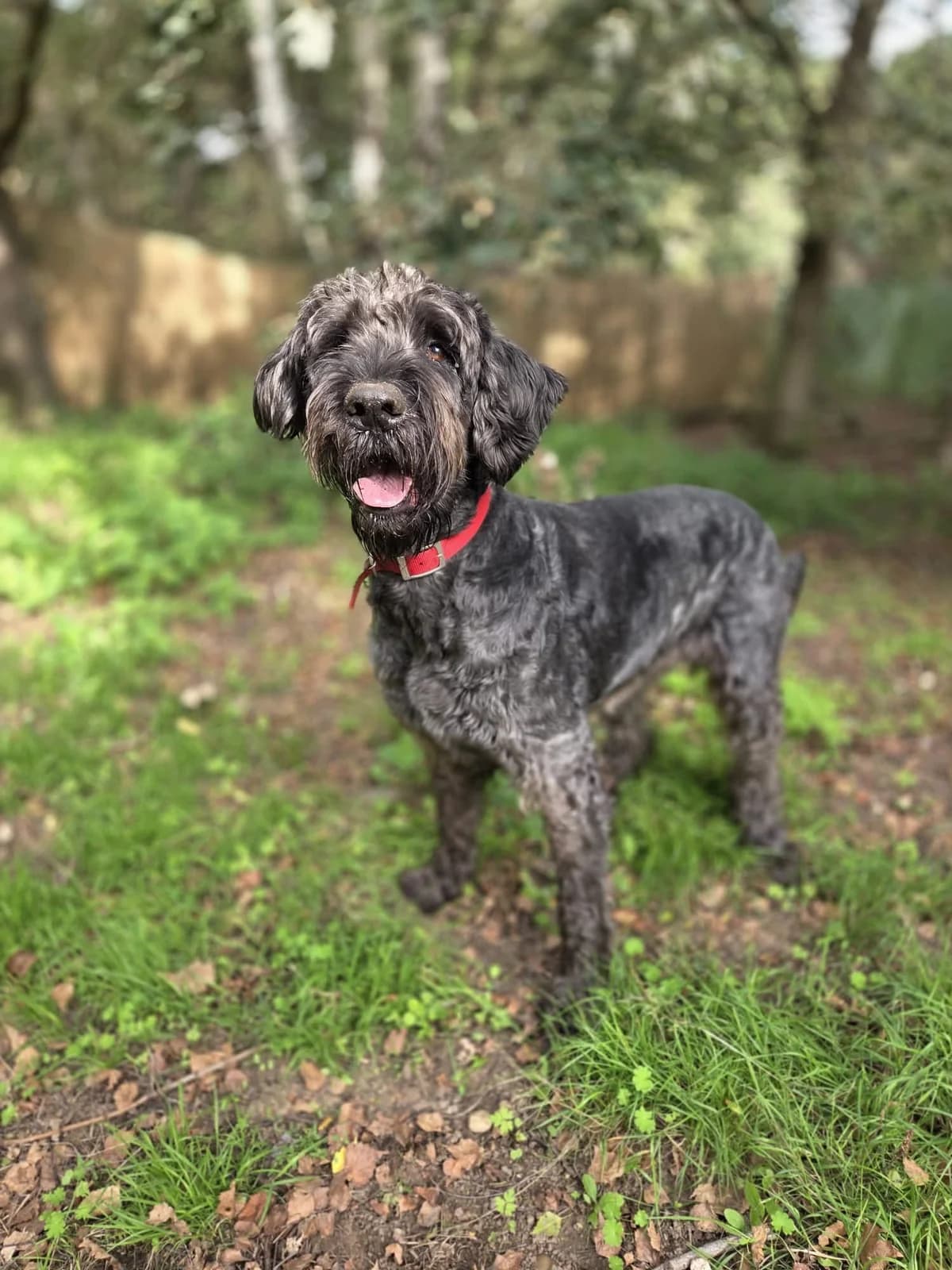 Raven, female 5yo Mixed Breed for adoption at Mayflower Sanctuary