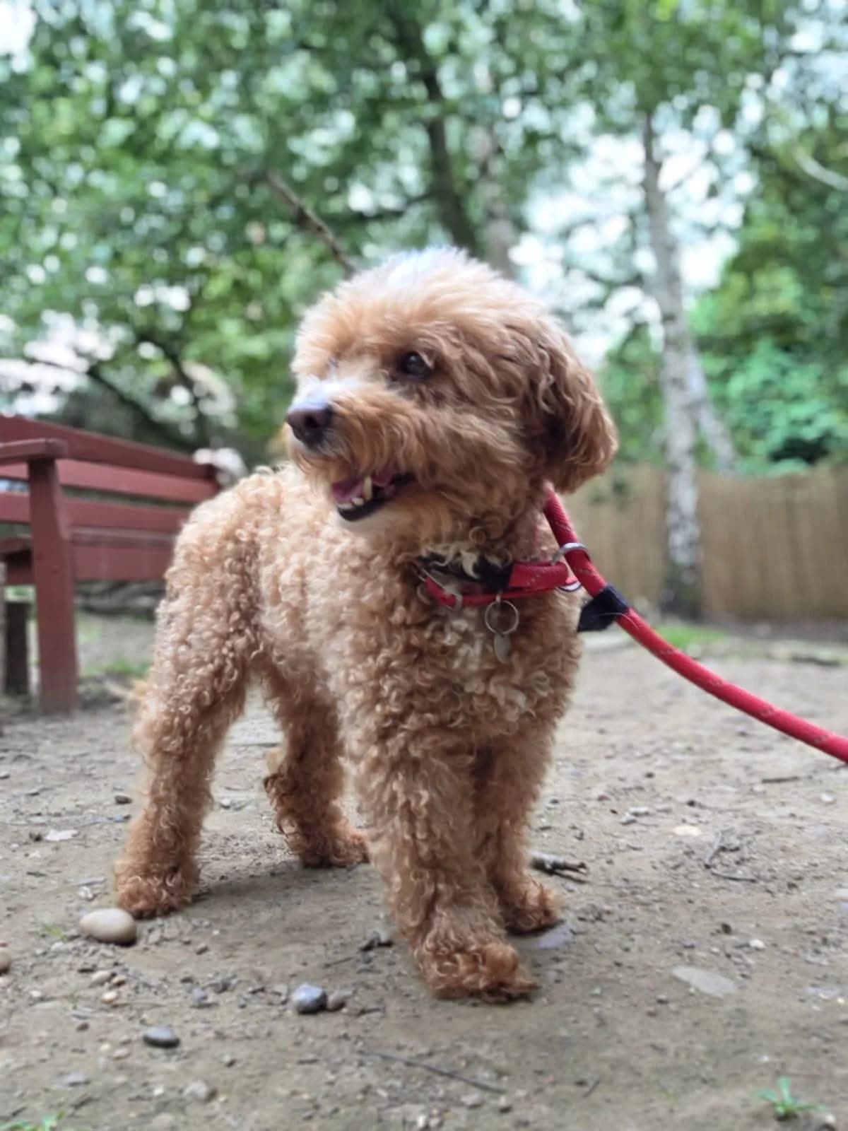 Murphy, female senior Mixed Breed for adoption at Mayflower Sanctuary