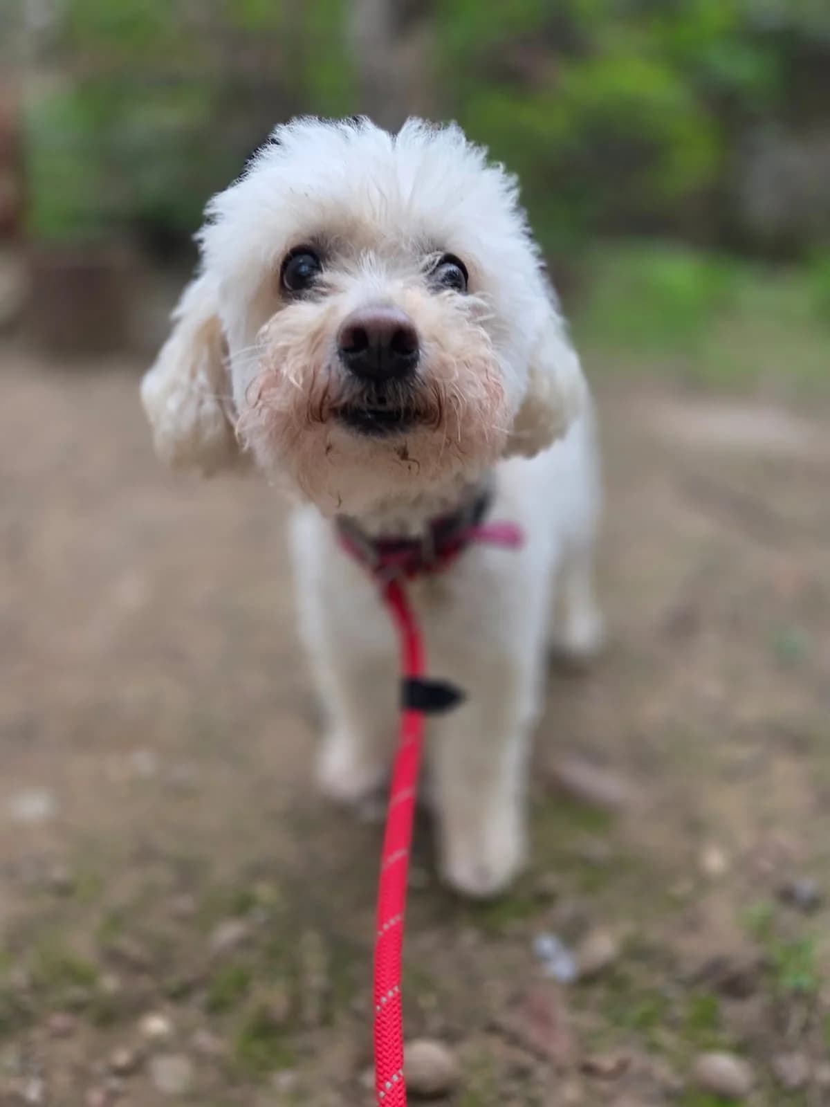 Missie, female senior Mixed Breed for adoption at Mayflower Sanctuary