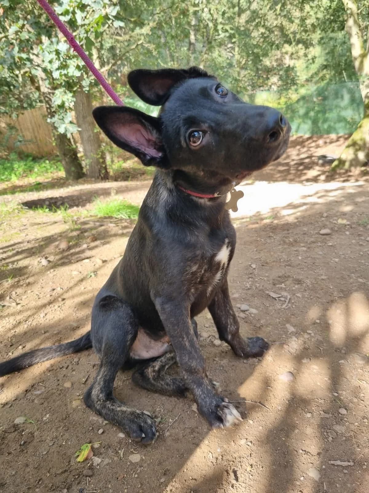 Marco, male puppy Mixed Breed for adoption at Mayflower Sanctuary