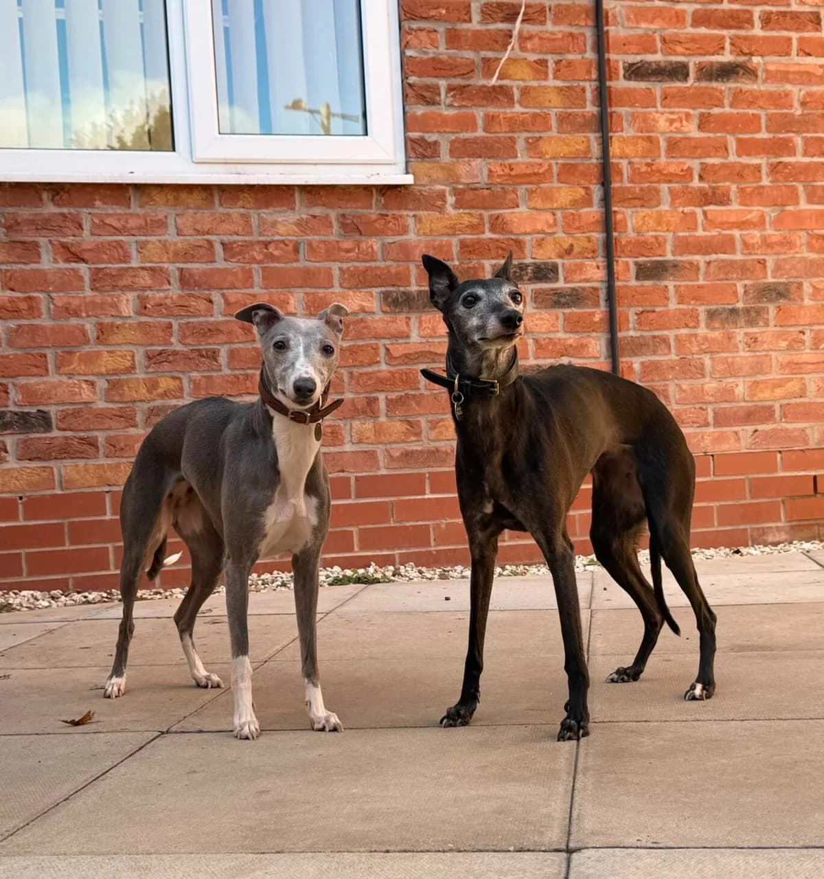 Skye and Sasha,  senior Mixed Breed for adoption at Mayflower Sanctuary