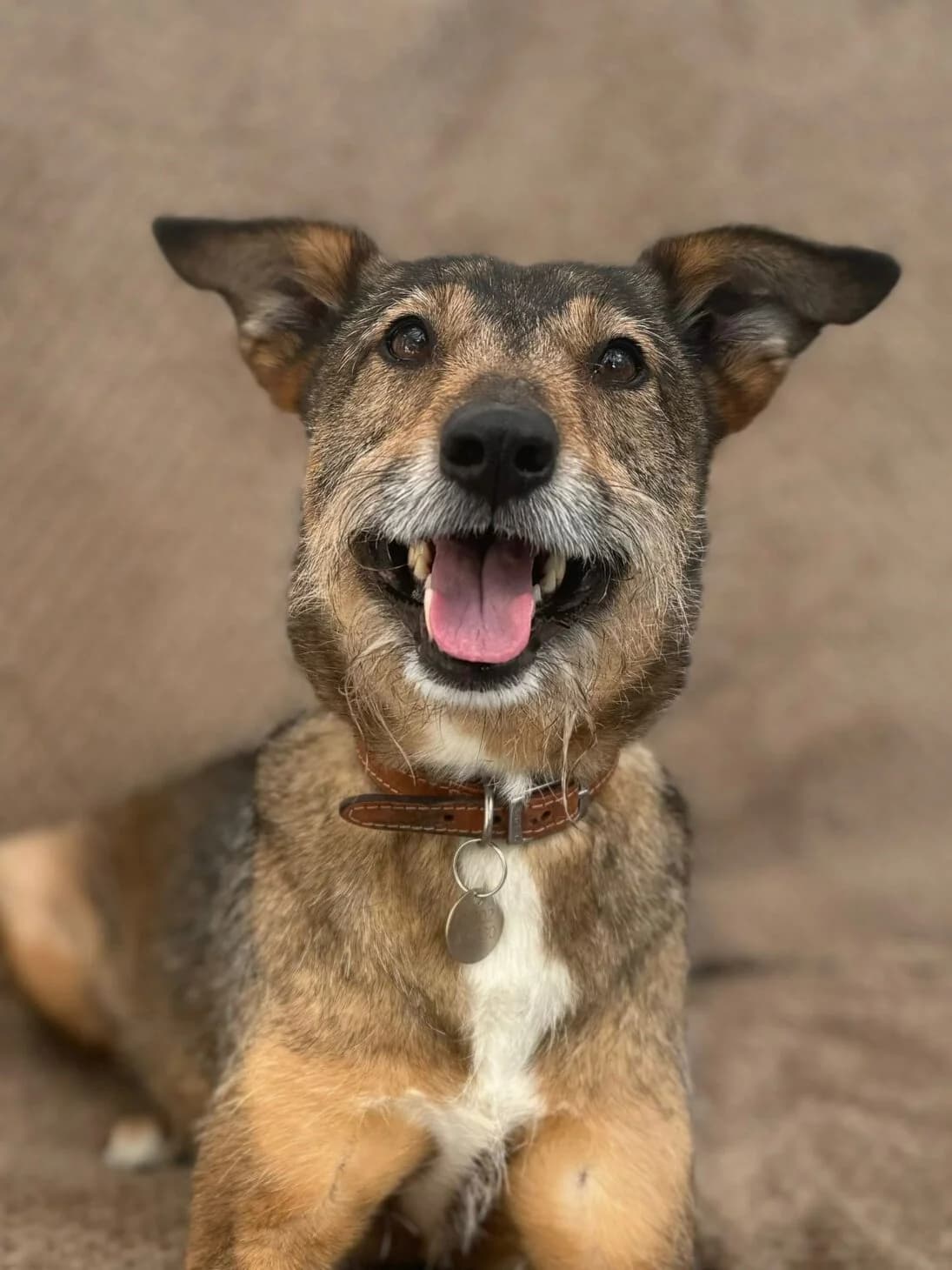 Moose, male Mixed Breed for adoption at Mayflower Sanctuary